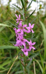 Lythrum virgatum