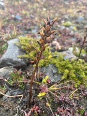 Pedicularis flammea