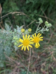 Senecioninae