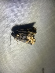 Homophoberia apicosa