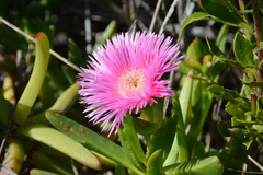 Carpobrotus deliciosus