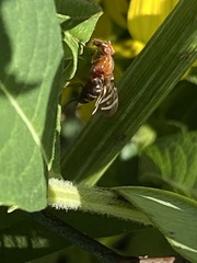 Tritoxa