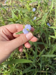 Commelina erecta
