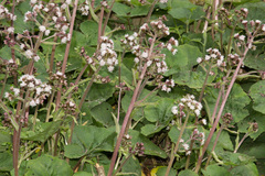 Petasites formosanus