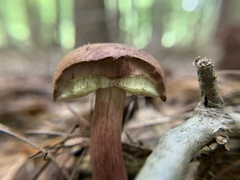Aureoboletus auriporus