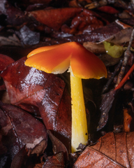 Hygrocybe acutoconica