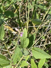 Desmodium canescens