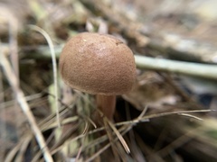 Aureoboletus auriporus