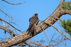 Falco longipennis