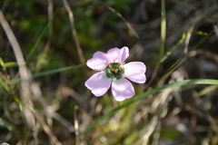 Drosera cistiflora