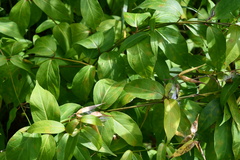 Vincetoxicum rossicum