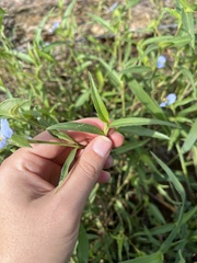 Commelina erecta