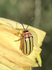 Disonycha pluriligata