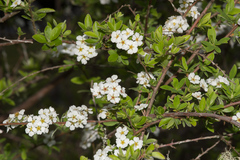 Spiraea prunifolia pseudoprunifolia