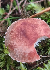 Cystoderma amianthinum
