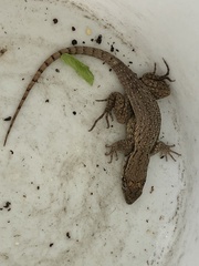 Leiocephalus carinatus