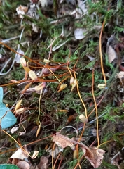 Polytrichum formosum