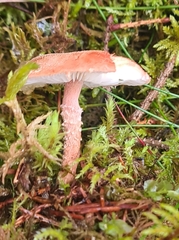 Cystoderma amianthinum