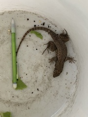 Leiocephalus carinatus