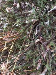 Polytrichum formosum