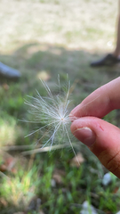 Andropogon ternarius