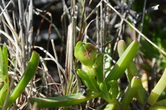 Carpobrotus deliciosus