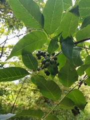 Phellodendron amurense