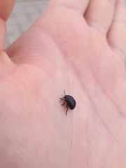 Chrysolina haemoptera