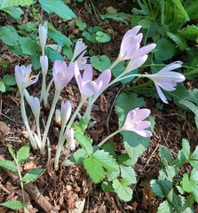 Colchicum