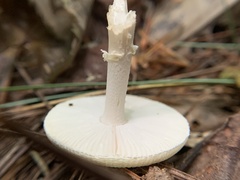 Amanita lavendula