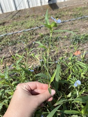 Commelina erecta