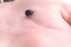 Chrysolina haemoptera