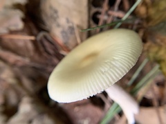 Amanita lavendula