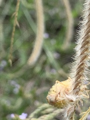 Dendrocoris humeralis