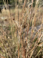 Schizachyrium scoparium