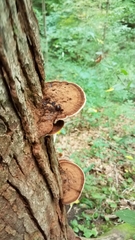 Ganoderma lobatum