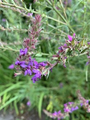 Lythrum salicaria