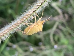 Dendrocoris humeralis