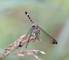 Dythemis velox