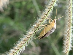 Dendrocoris humeralis