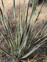 Yucca glauca
