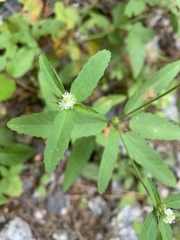 Croton glandulosus