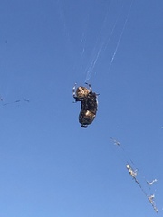 Araneus gemma