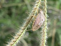 Dendrocoris humeralis