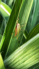 Conocephalus fuscus