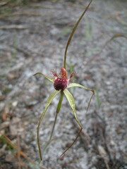 Caladenia heberleana