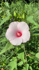 Hibiscus laevis