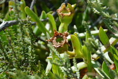 Carpobrotus deliciosus