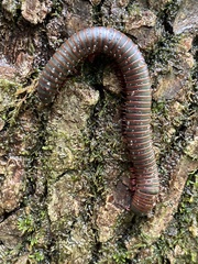 Diplopoda