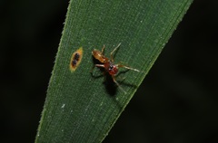 Myrmarachne elongata